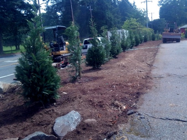 Tacoma Landscaping border shrubs installation