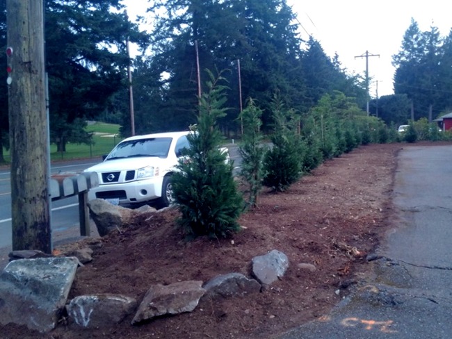 Tacoma Landscaping border shrubs installation