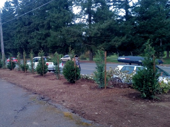 Tacoma Landscaping border shrubs installation
