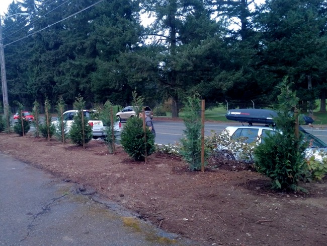 Tacoma Landscaping border shrubs installation