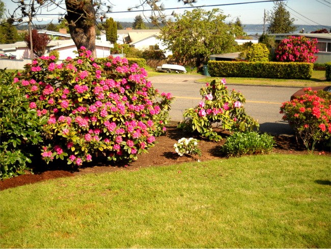 Tacoma Landscaping yard maintenance