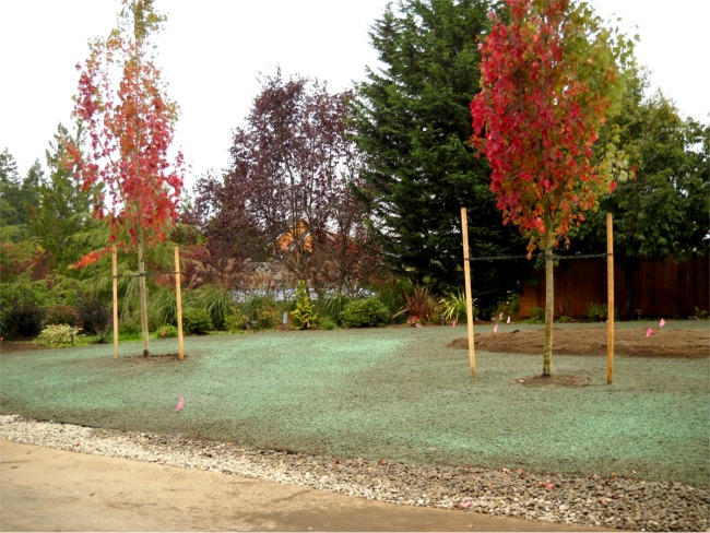 New Construction Lawn installation on Fox Island