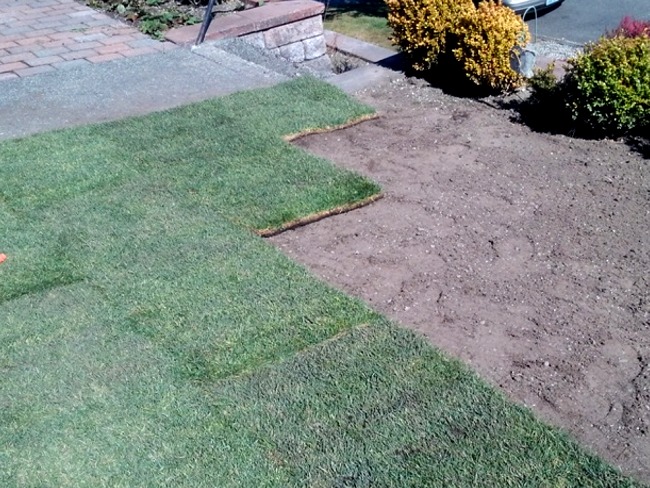 Tacoma Landscaping new sod installation